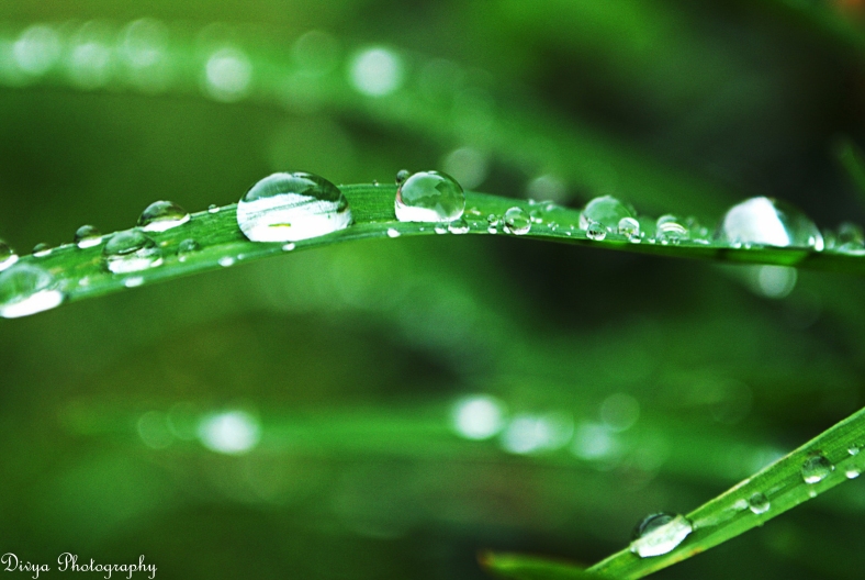 Water drops On a Grass